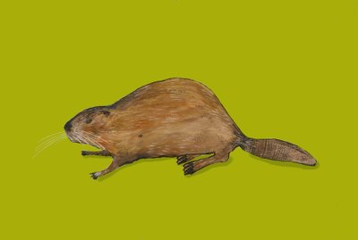 Beaver by Sarah Thompson Engels